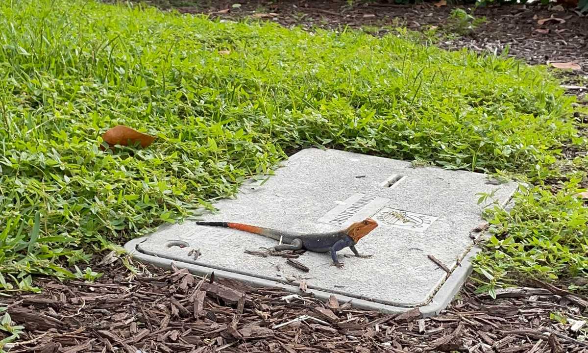 Wild colorful lizard on the street